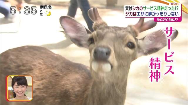 鹿仙貝都市傳說《奈良鹿不搶店家的原因》竟然是想討人類開心嗎…… 鹿仙貝都市傳說《奈良鹿不搶店家的原因》竟然是想討人類開心嗎……