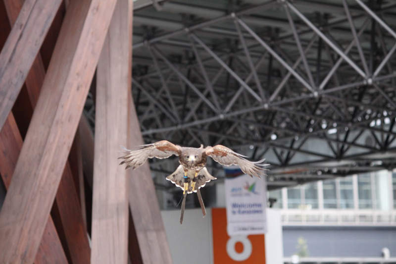 《守護最美車站的老鷹》金澤車站之美其實多虧有老鷹的巡邏? 《守護最美車站的老鷹》金澤車站之美其實多虧有老鷹的巡邏?