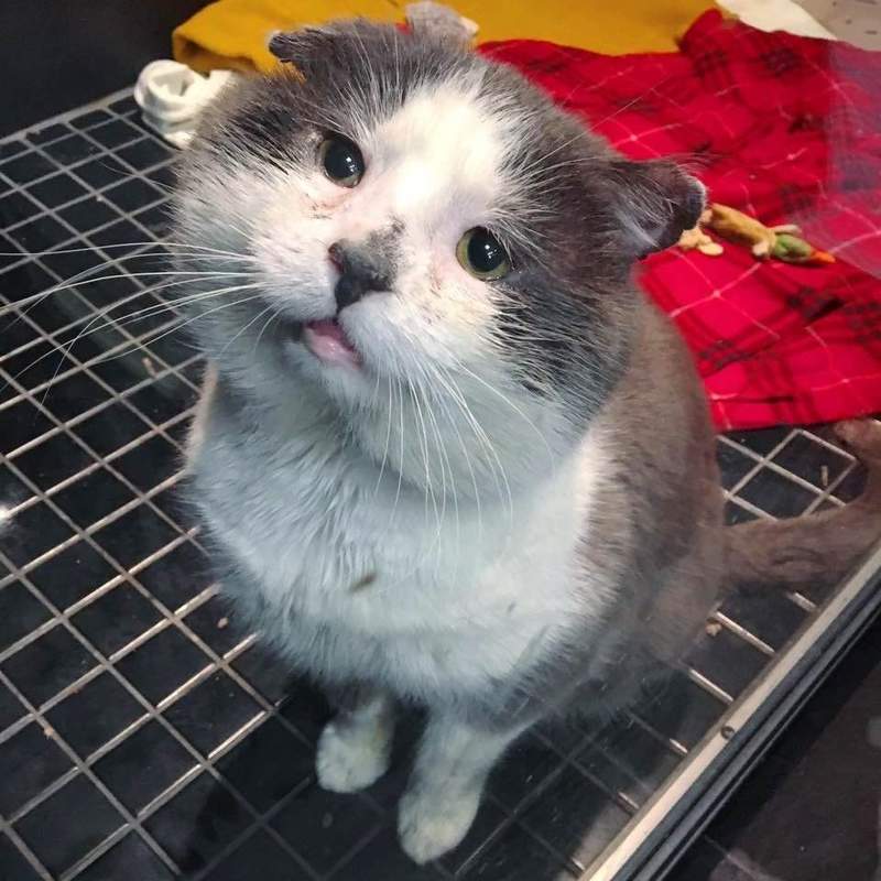 《巴尼貓》在街頭流浪為了生存受了傷讓人看了很心疼