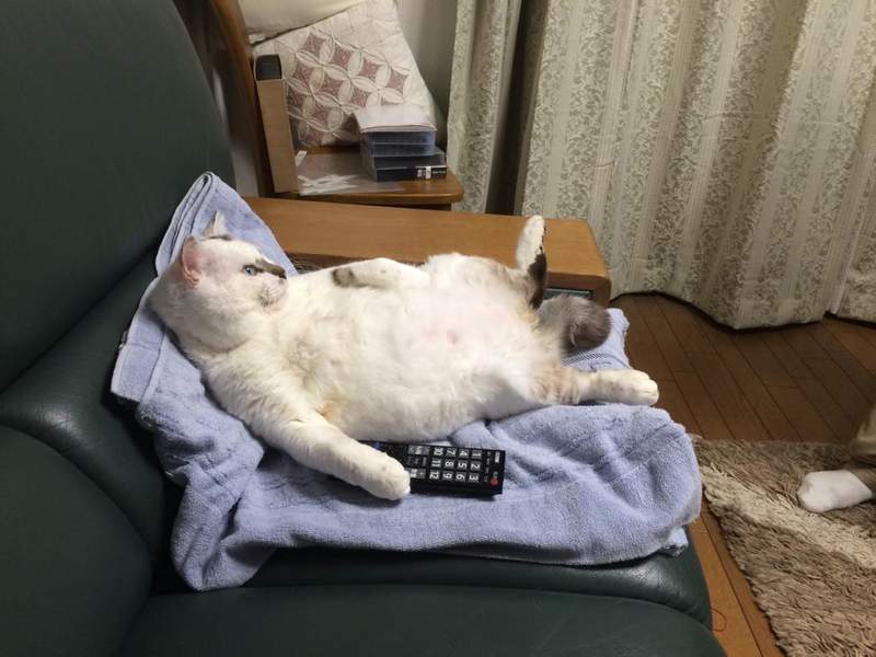 《回過頭看電視的原因》因為網路疲勞有感所以寧願看些單純的東西 《回過頭看電視的原因》因為網路疲勞有感所以寧願看些單純的東西