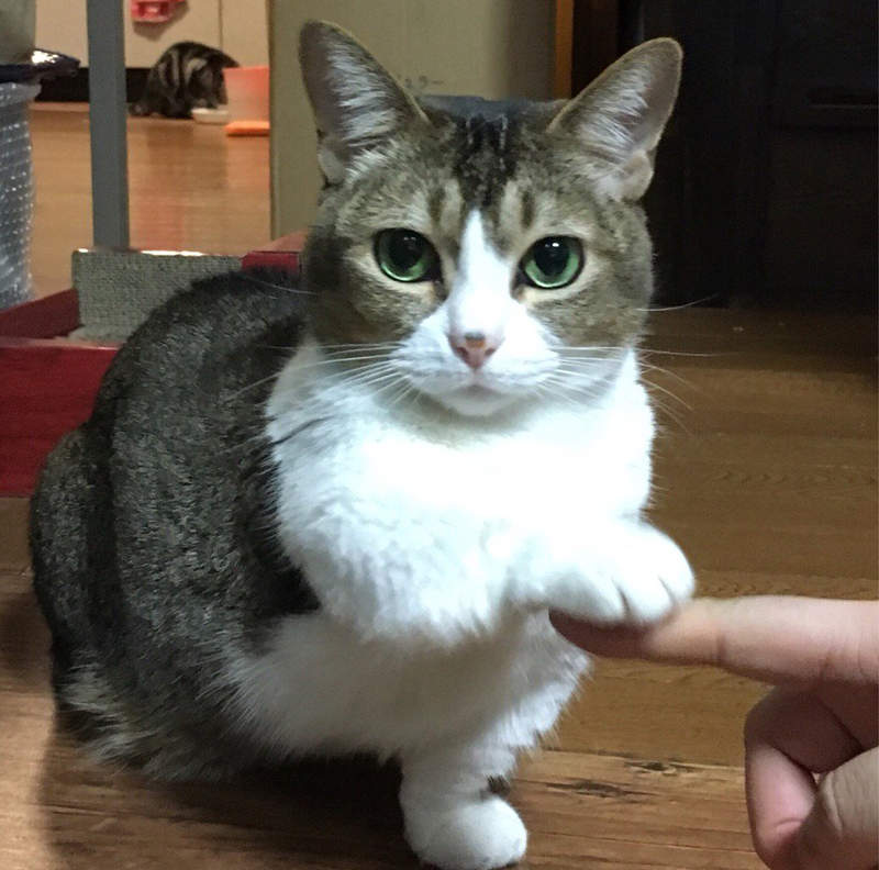 《貓咪也會握手要食物》喵表示：基本上有吃的都好講話啦w（伸手）