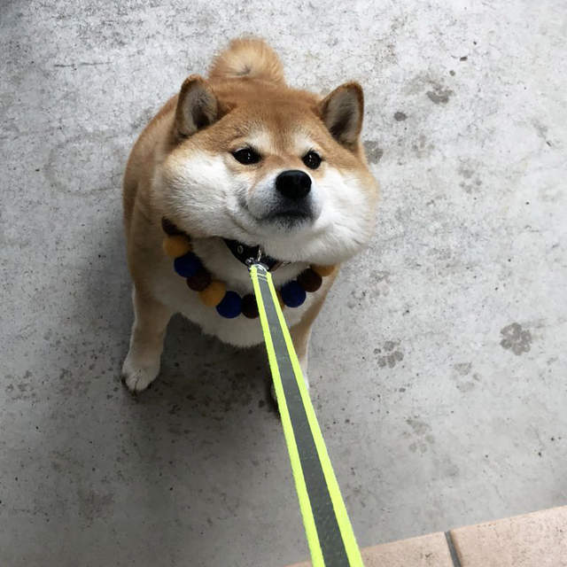 《不想回家的柴犬HANA》只是貪玩不想回家就不小心爆紅出了寫真書w 《不想回家的柴犬HANA》只是貪玩不想回家就不小心爆紅出了寫真書w