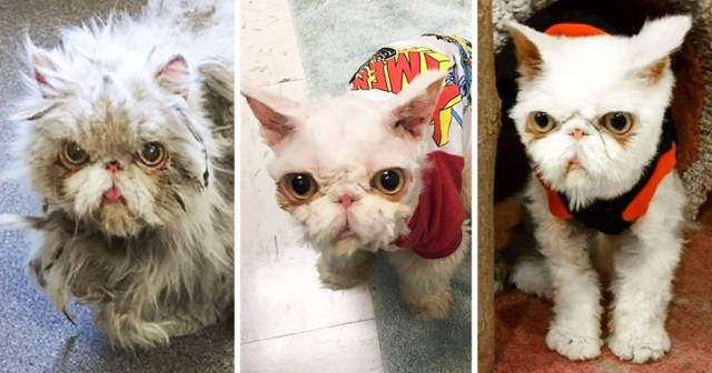 被領養後《毛小孩的改變》連表情都整個不一樣了