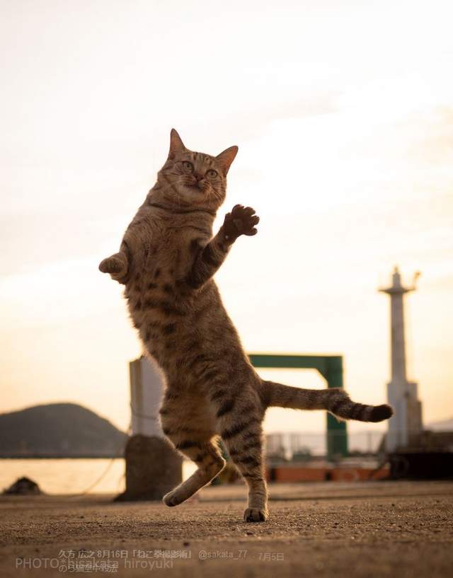 《喵星人貓拳攝影術》超動感照片再次擄獲貓奴的心 《喵星人貓拳攝影術》超動感照片再次擄獲貓奴的心