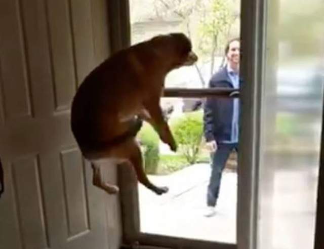 向你家的狗發起挑戰《興奮時能跳多高》是可以參加奧運的程度餒w