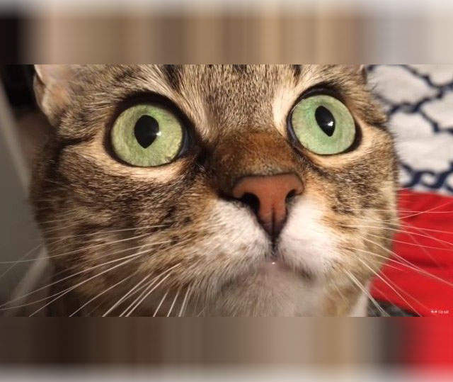 《第一次看見吊扇的貓》喵星人表示不管那是什麼本皇都要消滅它(大誤) 《第一次看見吊扇的貓》喵星人表示不管那是什麼本皇都要消滅它(大誤)