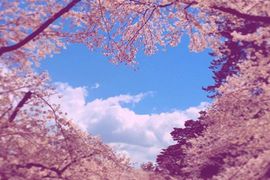 賞櫻不能錯過的《弘前公園愛心櫻花》被譽為幸福的美景呦 賞櫻不能錯過的《弘前公園愛心櫻花》被譽為幸福的美景呦