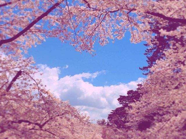 賞櫻不能錯過的《弘前公園愛心櫻花》被譽為幸福的美景呦