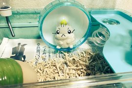 推主《想養倉鼠想瘋了》買了一堆倉鼠用的東西但是家裡沒有倉鼠.... 推主《想養倉鼠想瘋了》買了一堆倉鼠用的東西但是家裡沒有倉鼠....