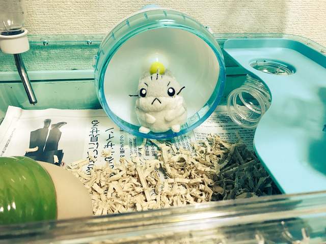 推主《想養倉鼠想瘋了》買了一堆倉鼠用的東西但是家裡沒有倉鼠....