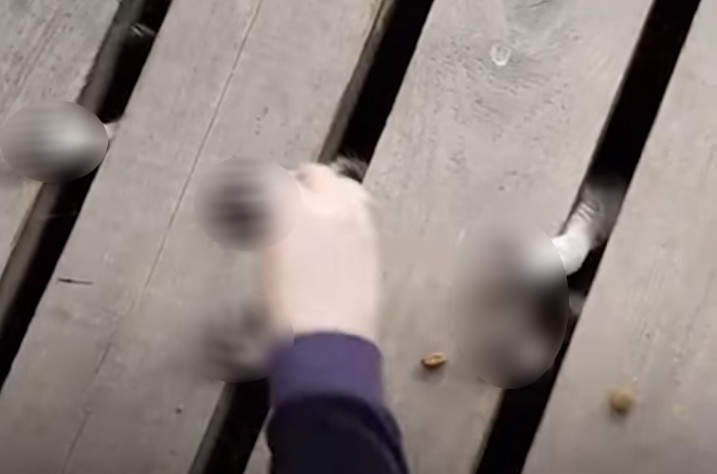 超詭異《浣熊的殭屍手》原來只看手是一件這麼可怕的事情(;´༎ຶД༎ຶ`) 