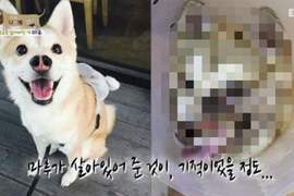 讓人不捨的《小狗整形故事》臉受傷後這孩子就時常對著鏡子發呆....... 讓人不捨的《小狗整形故事》臉受傷後這孩子就時常對著鏡子發呆.......