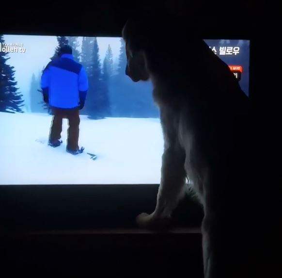 從歐美圈紅回韓國《超愛看電視的拉不拉多》遇到喜歡的還會猛撞電視