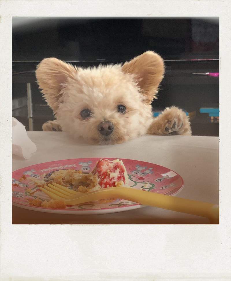 請尖叫❤《熊寶貝真實版》比絨毛玩偶還像玩偶的可愛混種狗狗 請尖叫❤《熊寶貝真實版》比絨毛玩偶還像玩偶的可愛混種狗狗