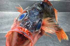 《恐怖顏面深海魚》漁師撈起來那些深海中的奇異生物們 《恐怖顏面深海魚》漁師撈起來那些深海中的奇異生物們