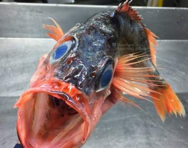 《恐怖顏面深海魚》漁師撈起來那些深海中的奇異生物們 《恐怖顏面深海魚》漁師撈起來那些深海中的奇異生物們