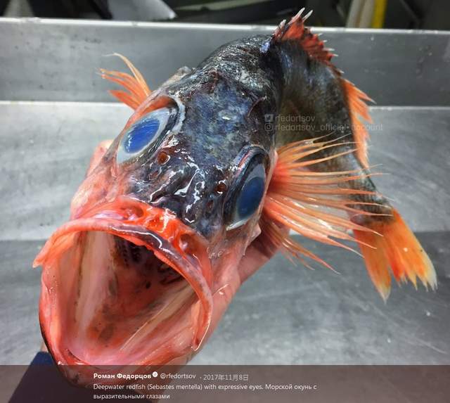 《恐怖顏面深海魚》漁師撈起來那些深海中的奇異生物們 《恐怖顏面深海魚》漁師撈起來那些深海中的奇異生物們