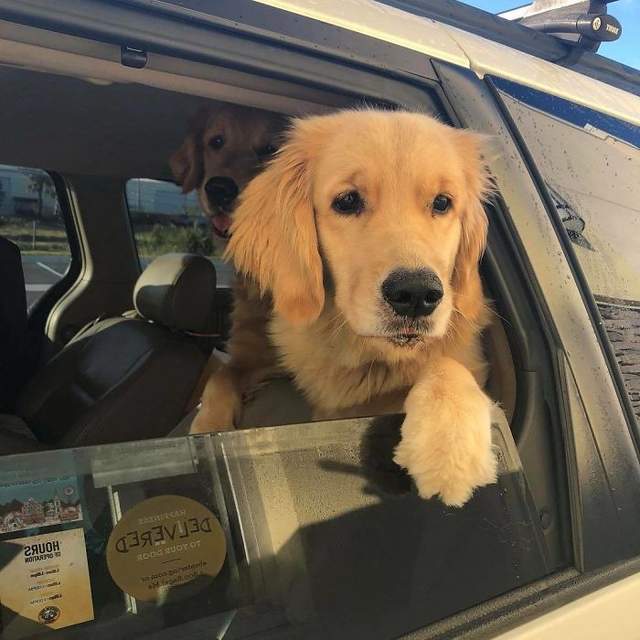 《得來速車道碰到的狗狗》每一隻面對鏡頭都有不同的反應 《得來速車道碰到的狗狗》每一隻面對鏡頭都有不同的反應