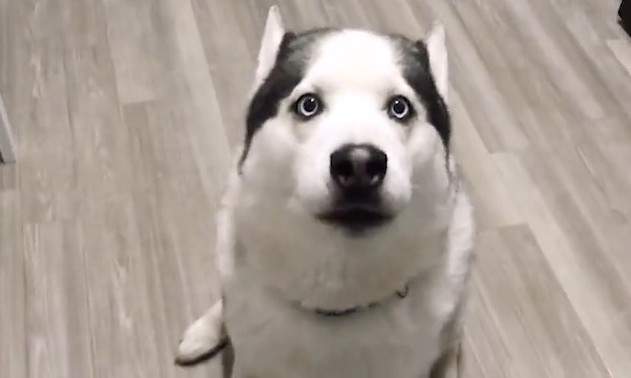 《會說"我愛你"的哈士奇》其實只是在打哈欠吧(笑) 《會說"我愛你"的哈士奇》其實只是在打哈欠吧(笑)