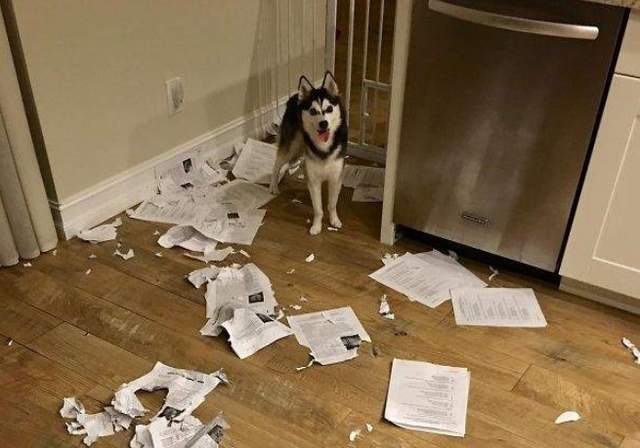 所謂《沒圖沒真相》同學們～你們的作業被我的狗吃了