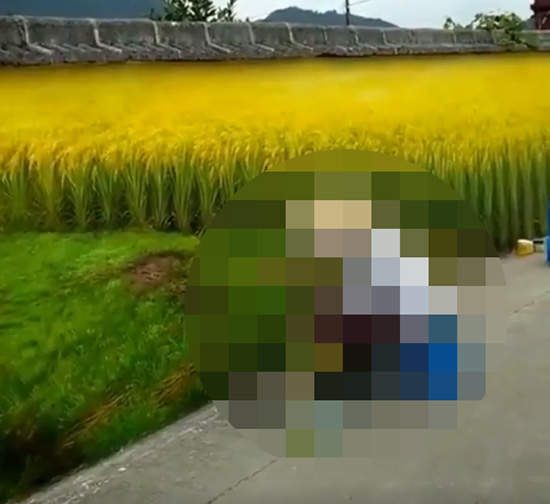 《稻田風情畫》還以為是風景但結果發現我錯惹 《稻田風情畫》還以為是風景但結果發現我錯惹