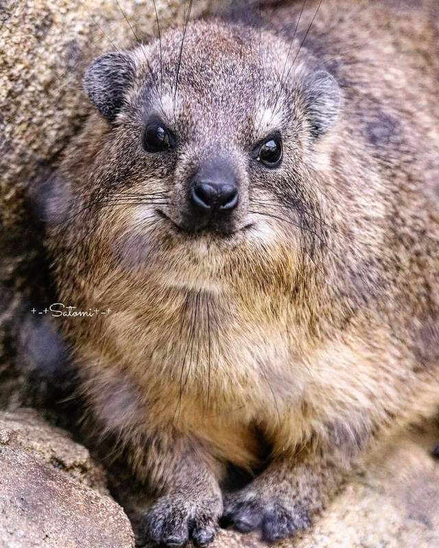 一切都是假象?《總是微笑的蹄兔》但大家拍到的蹄兔卻是這種表情... 一切都是假象?《總是微笑的蹄兔》但大家拍到的蹄兔卻是這種表情...