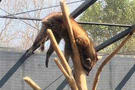 《嚇死飼育員的動物睡相》看來動物園生活是真的夠安逸啊... 《嚇死飼育員的動物睡相》看來動物園生活是真的夠安逸啊...
