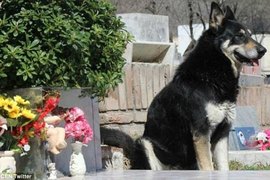 《阿根廷的忠犬德牧》主人墳前11年等待 終於也得到安息了 《阿根廷的忠犬德牧》主人墳前11年等待 終於也得到安息了