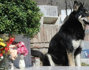 《阿根廷的忠犬德牧》主人墳前11年等待 終於也得到安息了 《阿根廷的忠犬德牧》主人墳前11年等待 終於也得到安息了