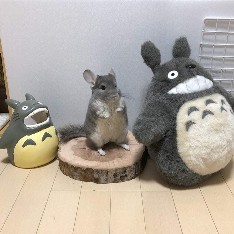 絨毛絲鼠《重現龍貓經典場景》被叫做龍貓也不是浪得虛名啊～