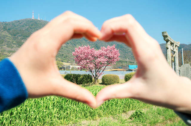 日本山口縣的春日神社門口有顆《愛心櫻花樹》自己長成了愛心的模樣