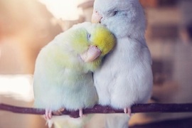 鳥奴快追蹤《動物攝影師的鳥情侶》甜甜的照片讓人忍不住微笑 鳥奴快追蹤《動物攝影師的鳥情侶》甜甜的照片讓人忍不住微笑