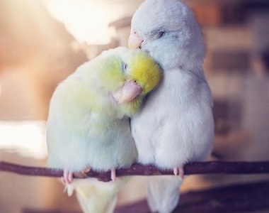 鳥奴快追蹤《動物攝影師的鳥情侶》甜甜的照片讓人忍不住微笑 鳥奴快追蹤《動物攝影師的鳥情侶》甜甜的照片讓人忍不住微笑