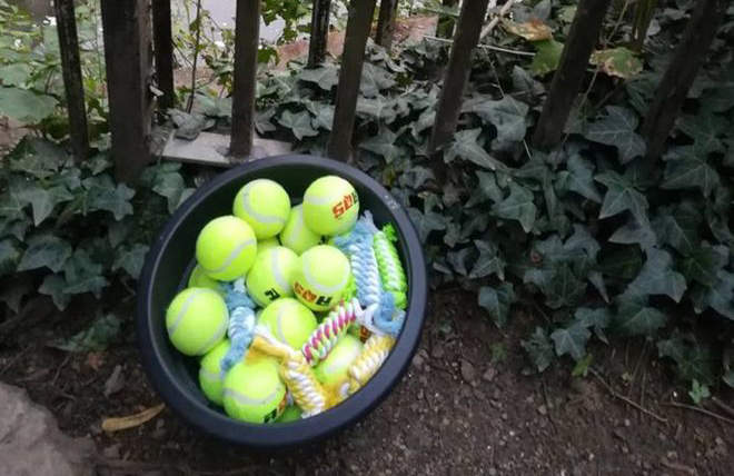 《弔唁狗狗的免費網球》多花一點時間陪你的毛小孩玩吧