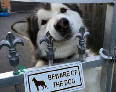 你跟我說內有惡犬?《意味不明的惡犬警告牌》如果是這種惡犬我們可以ww 你跟我說內有惡犬?《意味不明的惡犬警告牌》如果是這種惡犬我們可以ww