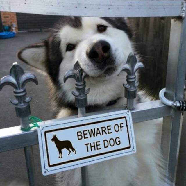 你跟我說內有惡犬?《意味不明的惡犬警告牌》如果是這種惡犬我們可以ww 你跟我說內有惡犬?《意味不明的惡犬警告牌》如果是這種惡犬我們可以ww