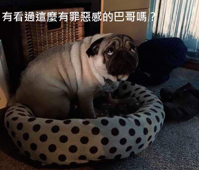 《汪星人Snapchat》各種狗狗的奇行真是太歡樂了