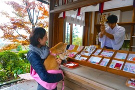 《可以帶著狗狗一起參拜的「神祇大社」》祈求寵物平安健康~還有可愛的狗狗繪馬可以寫喔 《可以帶著狗狗一起參拜的「神祇大社」》祈求寵物平安健康~還有可愛的狗狗繪馬可以寫喔