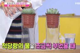 用盆栽解析《喝水時的身體狀況》水不是喝大量就是好 用盆栽解析《喝水時的身體狀況》水不是喝大量就是好