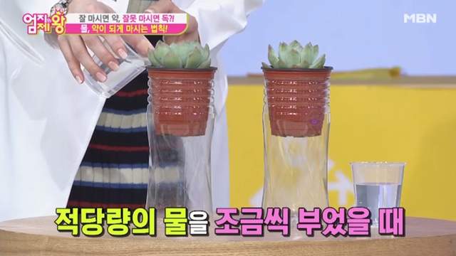 用盆栽解析《喝水時的身體狀況》水不是喝大量就是好