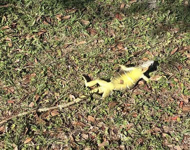 美國佛州怪現象《蜥蜴大量從樹上掉下來》專家表示等等他們沒死啊 美國佛州怪現象《蜥蜴大量從樹上掉下來》專家表示等等他們沒死啊
