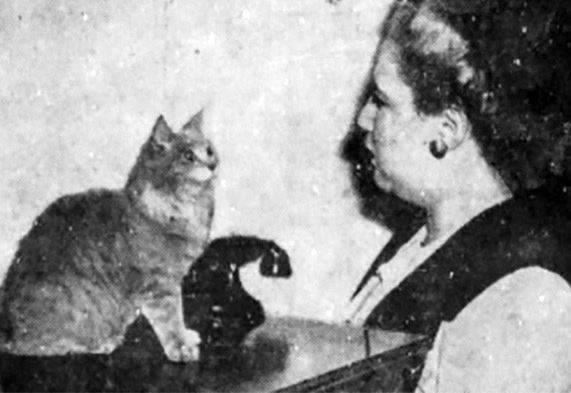 對到眼睛就會睡著《貓咪催眠大師》看久了真的有點恐怖..