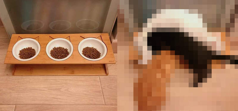 網路夯圖《貓吃飯的行為好難懂》一貓一碗沒錯啦...但你們的姿勢也太怪了XD