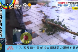 《日本記者神演技》尋找被颱風連根拔起的路樹 換個角度再演一次…… 《日本記者神演技》尋找被颱風連根拔起的路樹 換個角度再演一次……