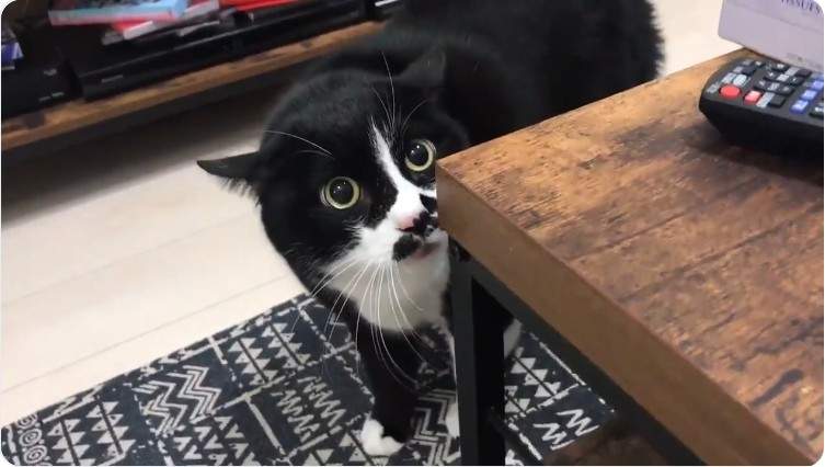 恐怖《開口說話的貓》像被附身一樣的低聲貓語，喵你究竟想表達什麼？...