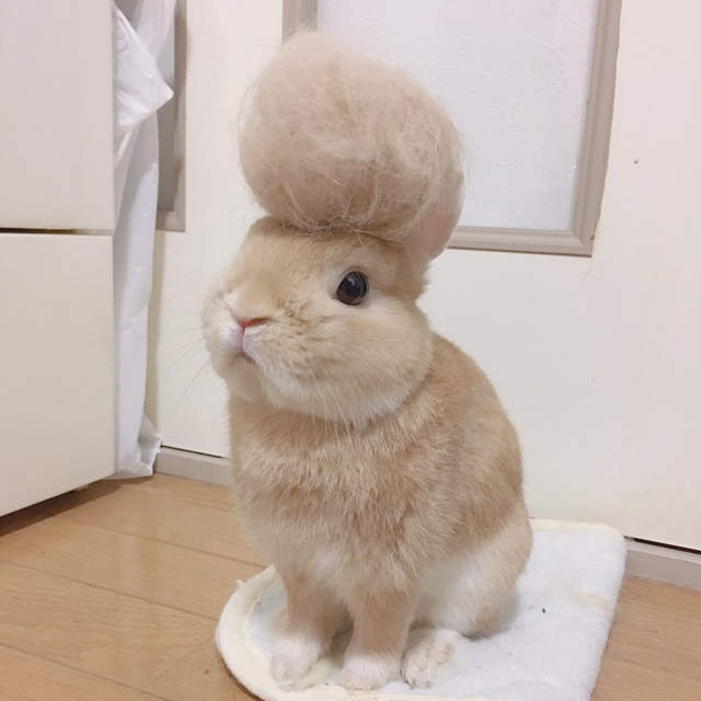 換毛期的定番《飛機頭兔》這下可以直接加入氣志團惹ww