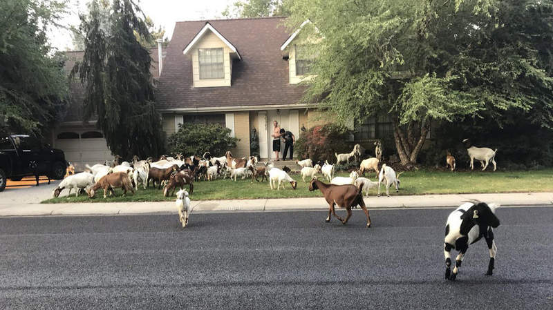 WTF《逃獄羊FB粉絲團》幫助75隻羊越獄的英雄羊咩咩