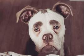 《傷心鬥牛犬》哥沒有不開心只是高興不起來QДQ 《傷心鬥牛犬》哥沒有不開心只是高興不起來QДQ