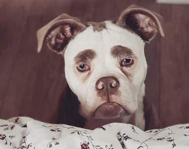 《傷心鬥牛犬》哥沒有不開心只是高興不起來QДQ 《傷心鬥牛犬》哥沒有不開心只是高興不起來QДQ