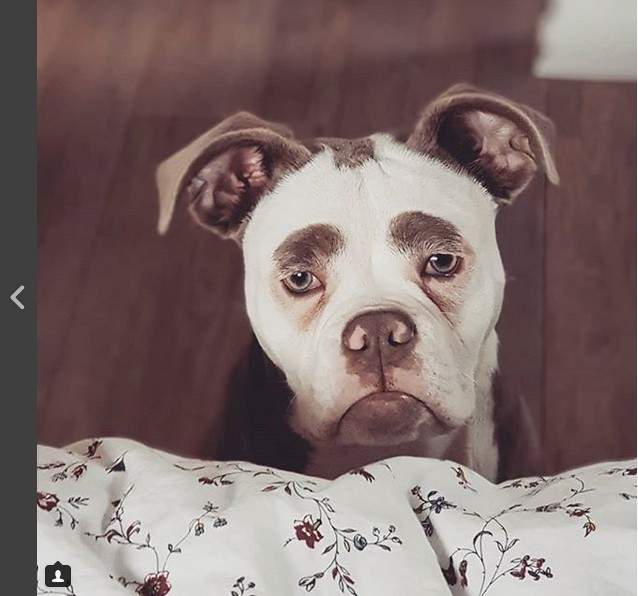 《傷心鬥牛犬》哥沒有不開心只是高興不起來QДQ 《傷心鬥牛犬》哥沒有不開心只是高興不起來QДQ